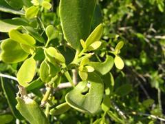 Salvadora persica persica