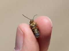 Trirhabda luteocincta