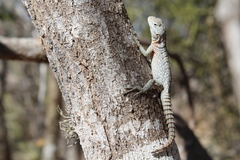 Oplurus cyclurus
