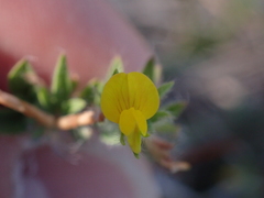 Lotus angustissimus
