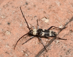 Megacyllene antennata