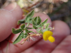 Lotus angustissimus