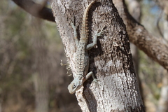 Oplurus cyclurus