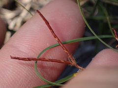 Lotus angustissimus