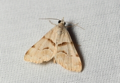 Hemeroplanis incusalis