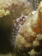Parablennius postoculomaculatus