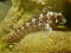 Parablennius postoculomaculatus