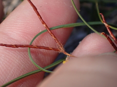 Lotus angustissimus