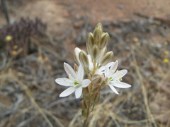 Ornithogalum hispidum hispidum