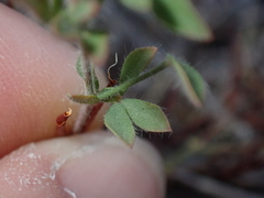 Lotus angustissimus