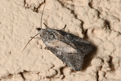 Aleptina inca