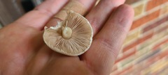 Agaricus andrewii