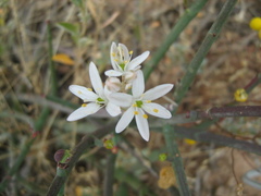 Ornithogalum hispidum hispidum