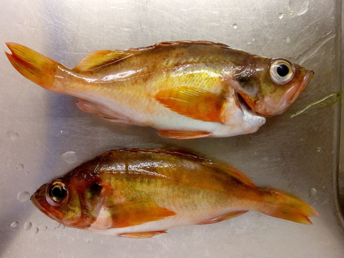 Lesser redfish (Sebastes viviparus) — Sebastidae — 3
