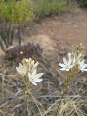 Ornithogalum hispidum hispidum