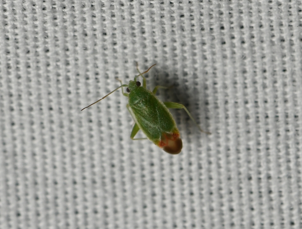 Parthenicus rufivenosus