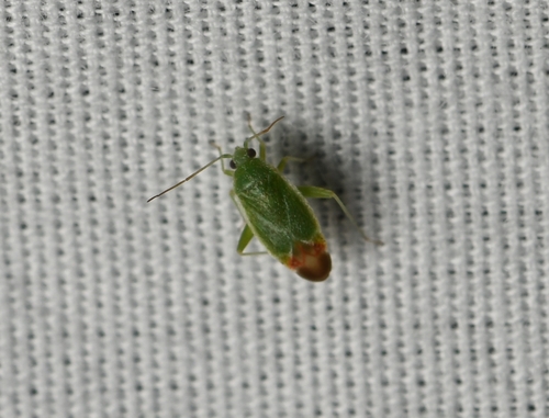 Parthenicus rufivenosus
