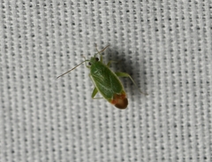 Parthenicus rufivenosus