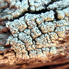 Pertusaria consocians