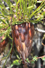 Protea pudens
