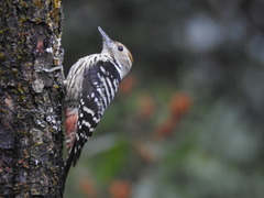 Dendrocoptes auriceps