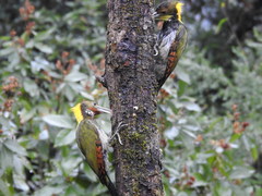 Chrysophlegma flavinucha