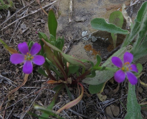 iNaturalist observation photo of Brewer's redmaids