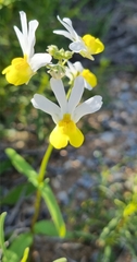 Nemesia ligulata
