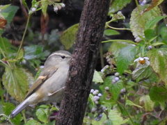 Phylloscopus humei