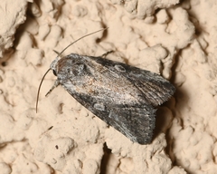 Aleptina