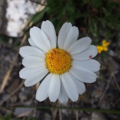 Leucanthemopsis
