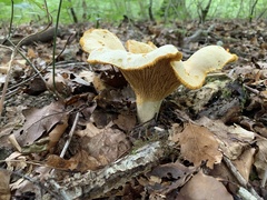 Cantharellus pallens