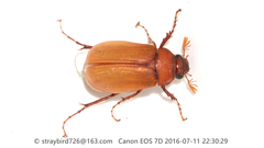 Hilyotrogus bicoloreus