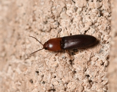 Anchastus bicolor