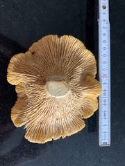 Cantharellus pallens