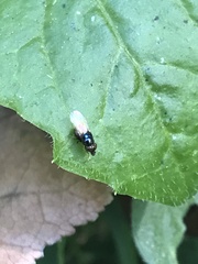Diptera