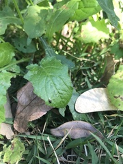 Diptera