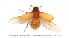 Hilyotrogus bicoloreus