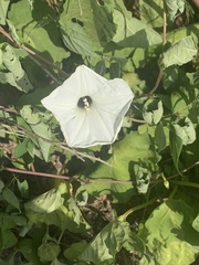 Ipomoea scopulorum