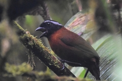 Oreothraupis arremonops