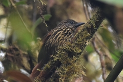 Thripadectes flammulatus