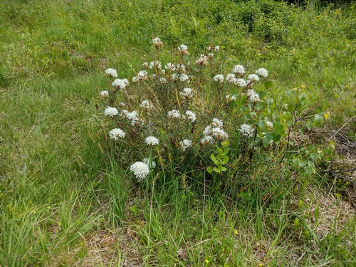rojovník močiarny (Rhododendron tomentosum)