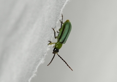 Diabrotica longicornis
