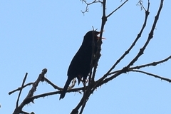 Turdus serranus