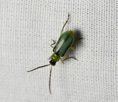 Diabrotica longicornis