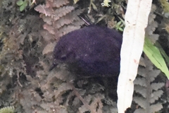 Scytalopus vicinior