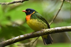 Orange-Breasted Fruiteater photo 1