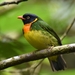 Orange-breasted Fruiteater - Photo (c) Nick Moore, some rights reserved (CC BY-NC), uploaded by Nick Moore