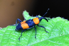 Rhodobaenus augustinus