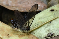 Pseudohaetera mimica